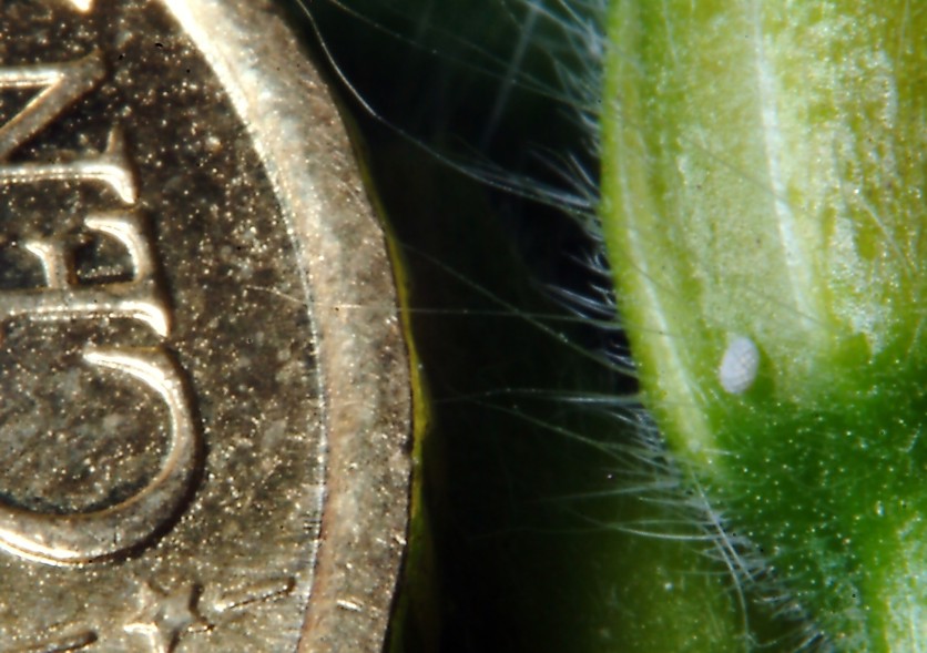 Ancora Cacyreus marshalli